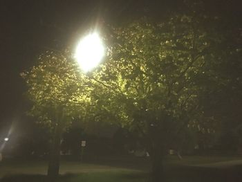 Low angle view of trees against sky at night