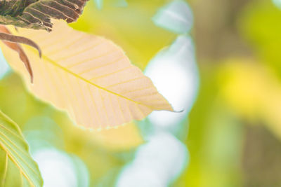 Close-up of fresh green leaves