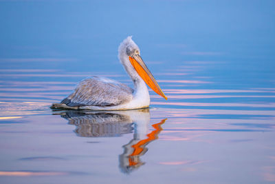 Pelican swimming in lake