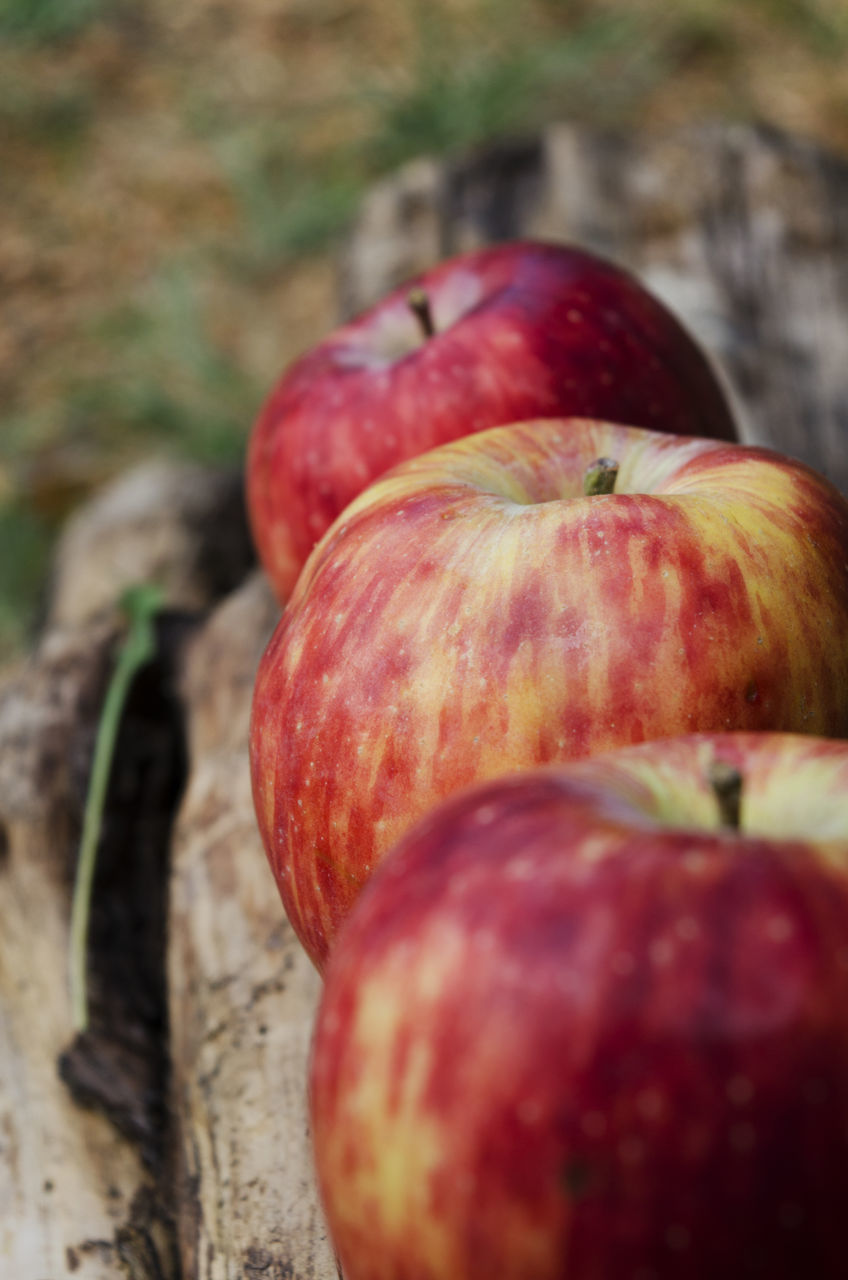 CLOSE-UP OF APPLE ON TREE