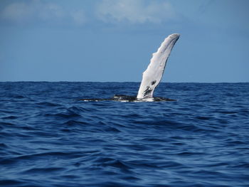 Humpback whale swimming in sea against sky