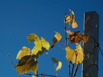 Low angle view of yellow maple leaf against clear blue sky