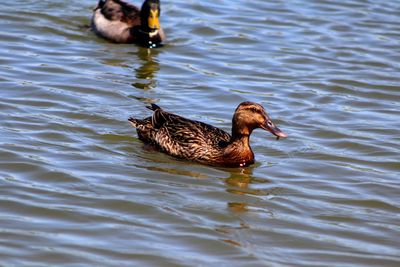 Duck swimming in lake