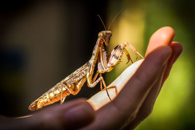 Close-up of insect on hand