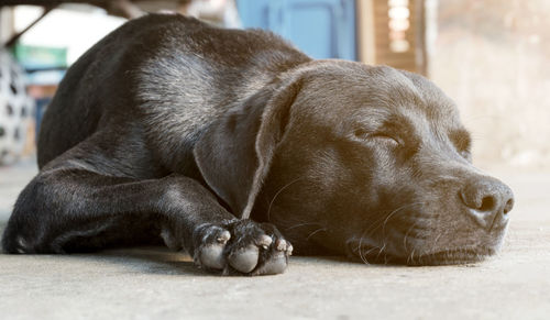 Close-up of a dog sleeping