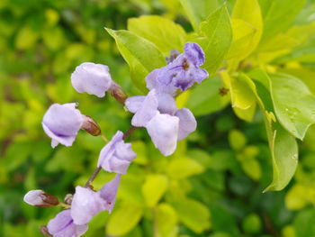 Close-up of purple flowers