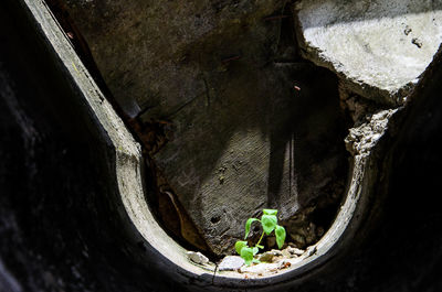 Plants seen through hole