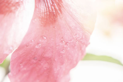 Close-up of wet pink flower