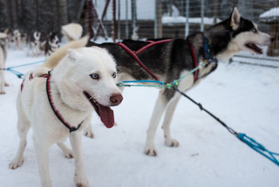 Siberian huskies standing snow covered field