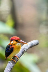 Close-up of bird perching on a branch