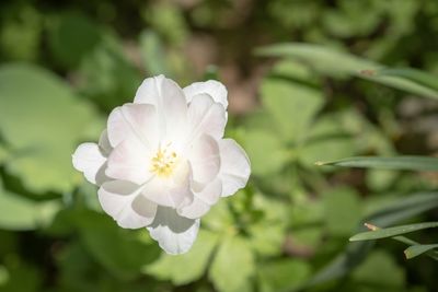 Close-up of white flowering plant