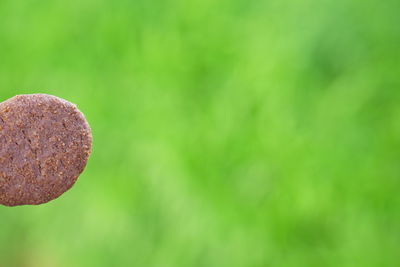 Close-up of fresh lemon on field