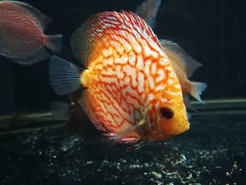 Close-up of fish swimming in sea