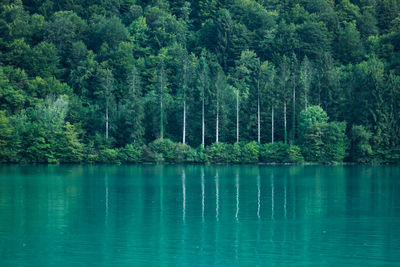 Scenic view of lake in forest