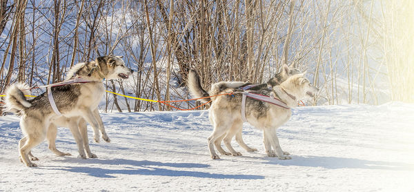 Siberian husky in harness ready to start on soft sunlight