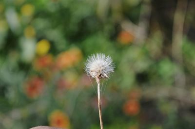 Close-up of dandelion