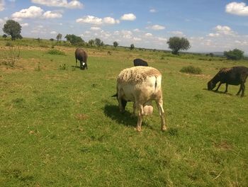 Sheep grazing on field against sky