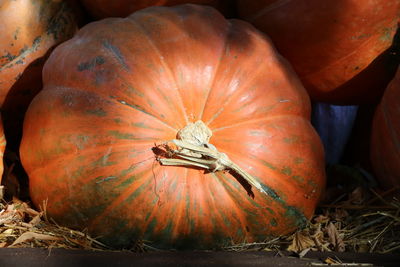 Close-up of pumpkin