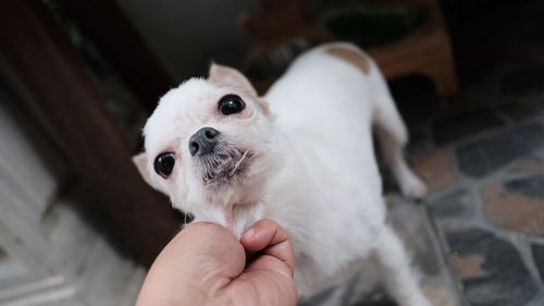 Close-up of hand holding white dog