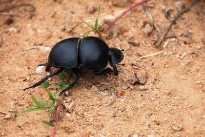 Close-up of insect