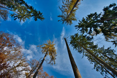 Low angle view of trees against sky