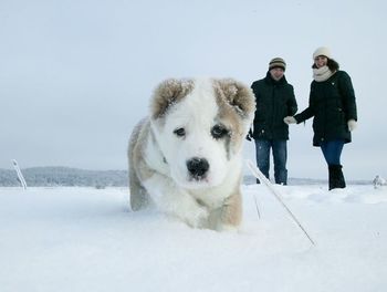 Dog standing on snow covered field