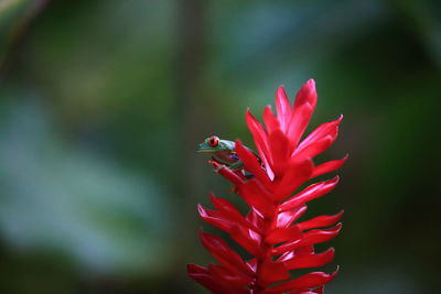 Close-up of red hibiscus blooming outdoors