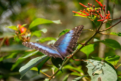 Morpheus blue butterfly in tree