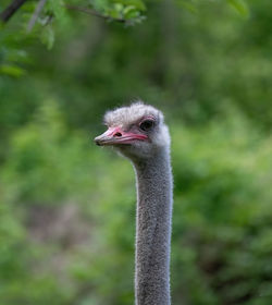 Close-up portrait of a bird