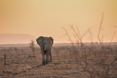 Elephant on land during sunset