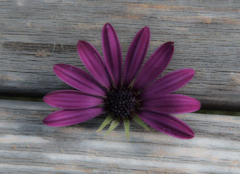 Close-up of pink flower