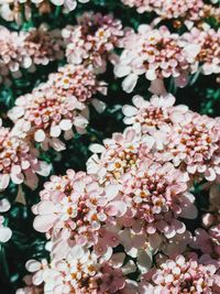 Close-up of pink flowers blooming outdoors