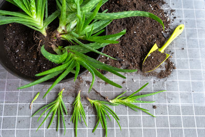 High angle view of potted plant