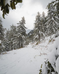 Snow covered trees in forest against sky