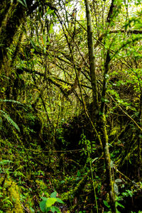 View of lush trees in forest