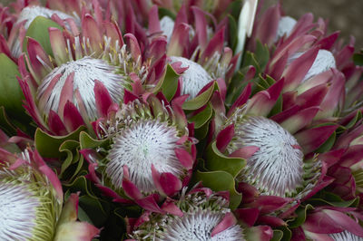 High angle view of pink flowering plant