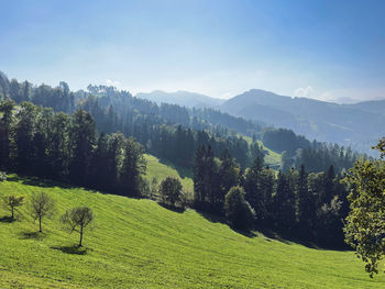 Scenic view of trees on field against sky