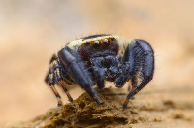 Close-up of insect on rock