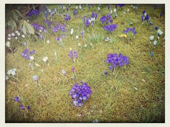 Close-up of purple flowers blooming in field