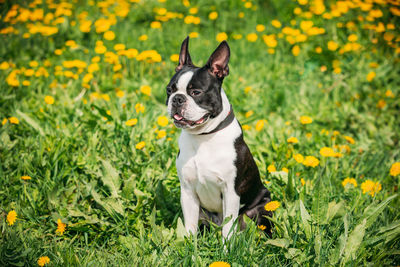 Portrait of dog on field