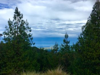 Scenic view of forest against sky