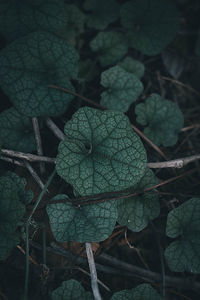 Close-up of plant growing on land