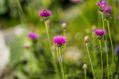 Close-up of purple flowering plant on field