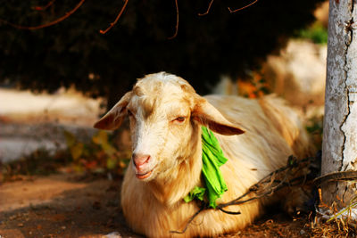 Portrait of goat sitting at farm