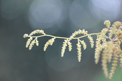 Close-up of white flowering plant