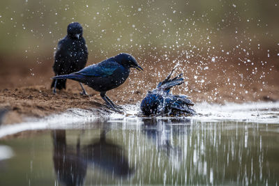 Bird in lake