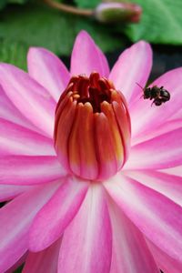 Macro shot of pink flower