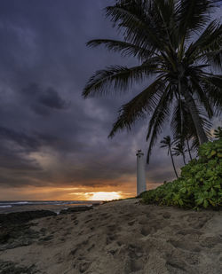 Palm trees on beach against sky at sunset