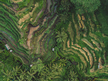 Full frame shot of rice paddy