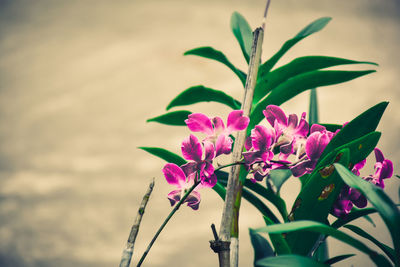 Close-up of pink flowers blooming outdoors